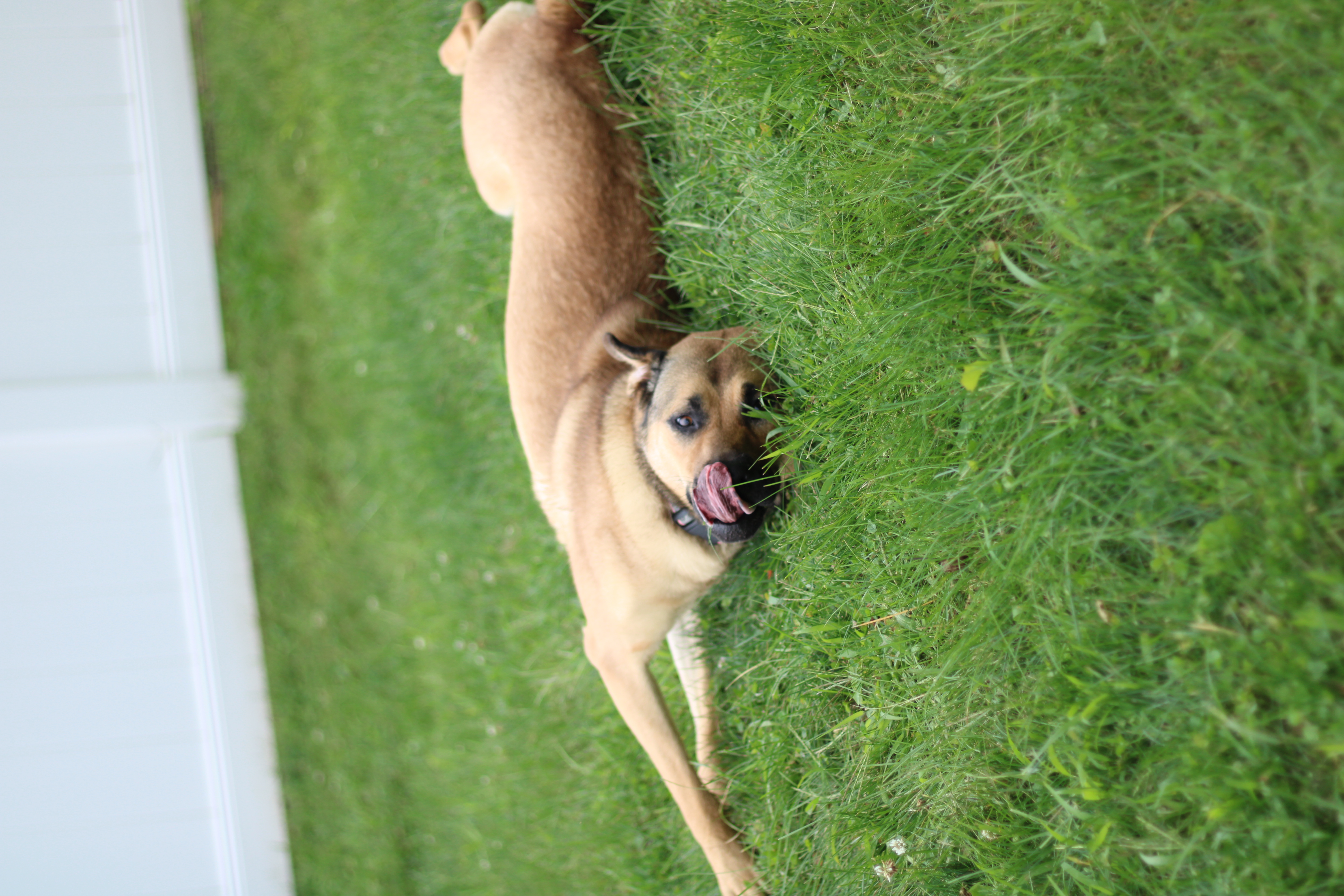 Enlarge Ursla, a Adoptable mixed breed in Battle Creek, MI image 5/6