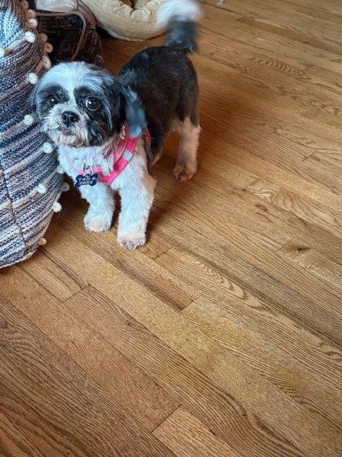 Esme-ARR, Adoptable, Adult Female Shih Tzu.