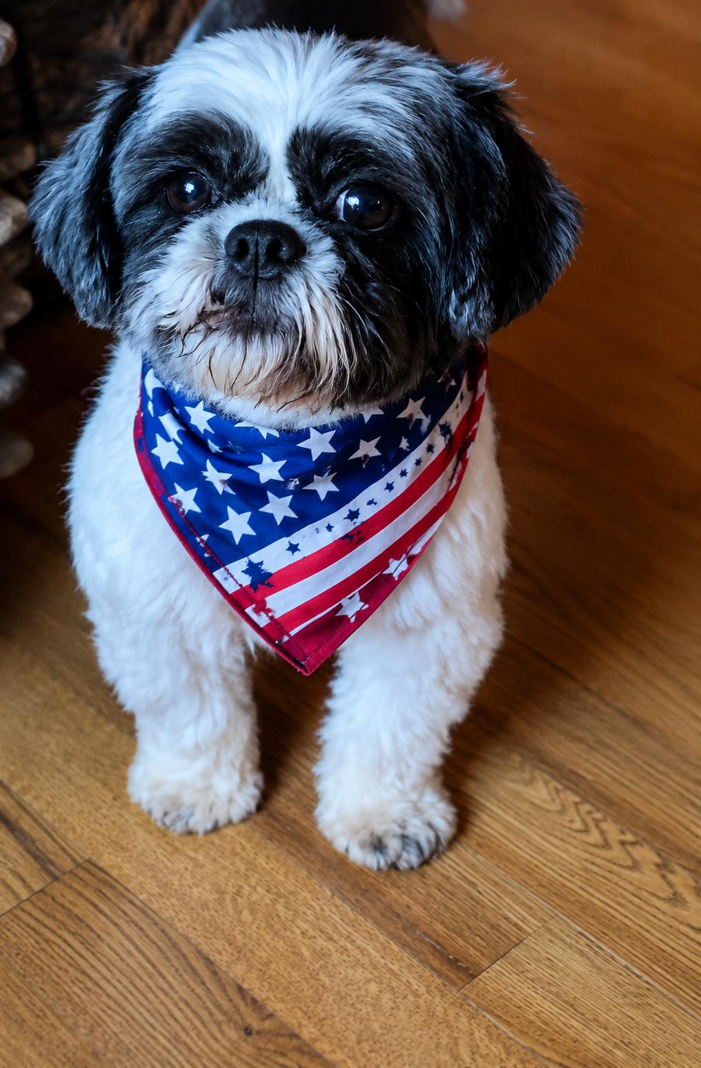 Esme-ARR, a Adoptable Shih Tzu in Pataskala, OH image 2/3