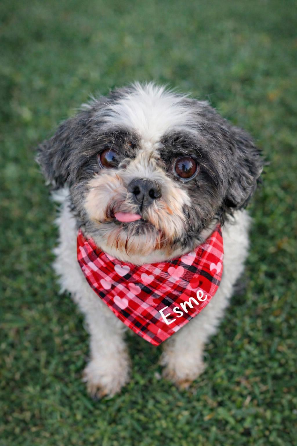Enlarge Esme-ARR, a Adoptable Shih Tzu in Pataskala, OH image 2/3