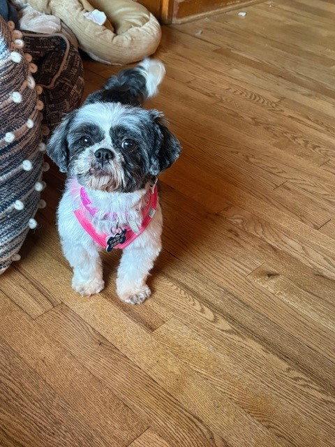 Enlarge Esme-ARR, a Adoptable Shih Tzu in Pataskala, OH image 3/3