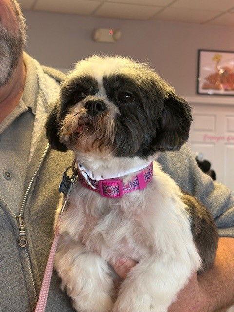 Enlarge Esme-ARR, a Adoptable Shih Tzu in Pataskala, OH image 3/3