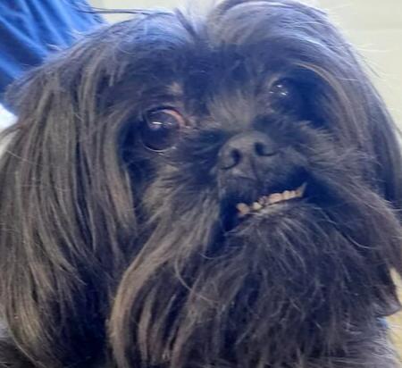 Dru, Adoptable, Adult Male Shih Tzu.