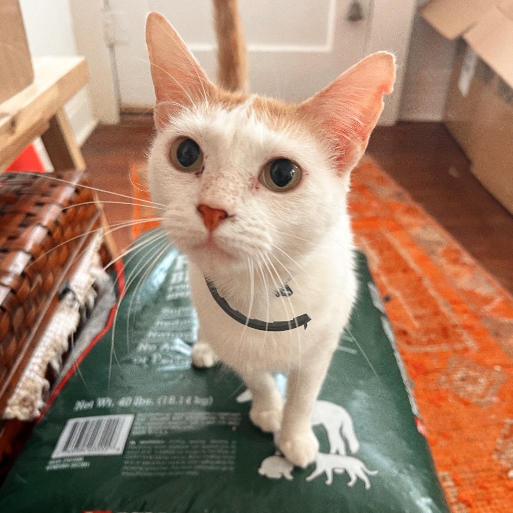 Enlarge DENALI, a Adoptable Domestic Short Hair in San Antonio, TX image 1/4