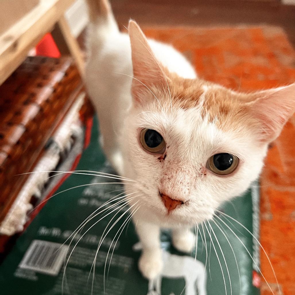 Enlarge DENALI, a Adoptable Domestic Short Hair in San Antonio, TX image 2/4