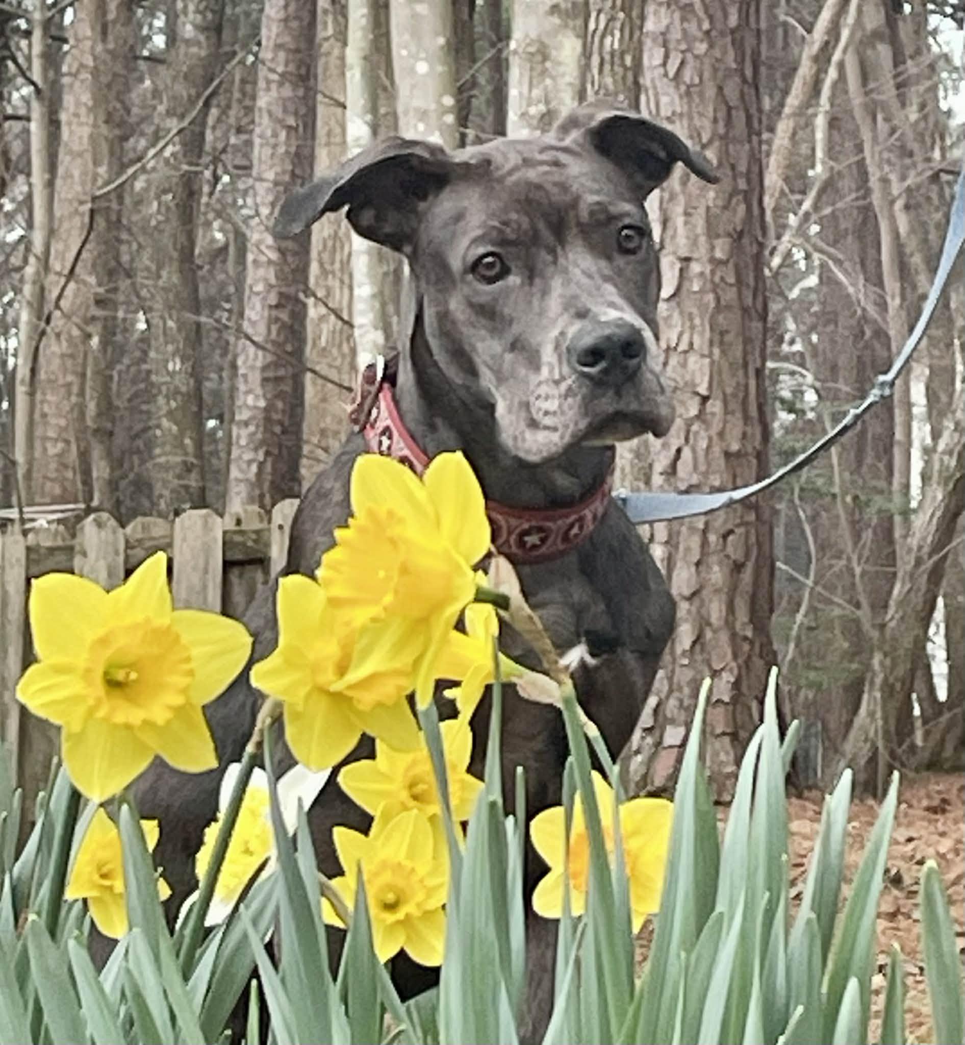 Lucy, Courtesy Posting for Great Dane Friends of Ruff Love, a Adoptable mixed breed in Charlotte, NC image 4/6