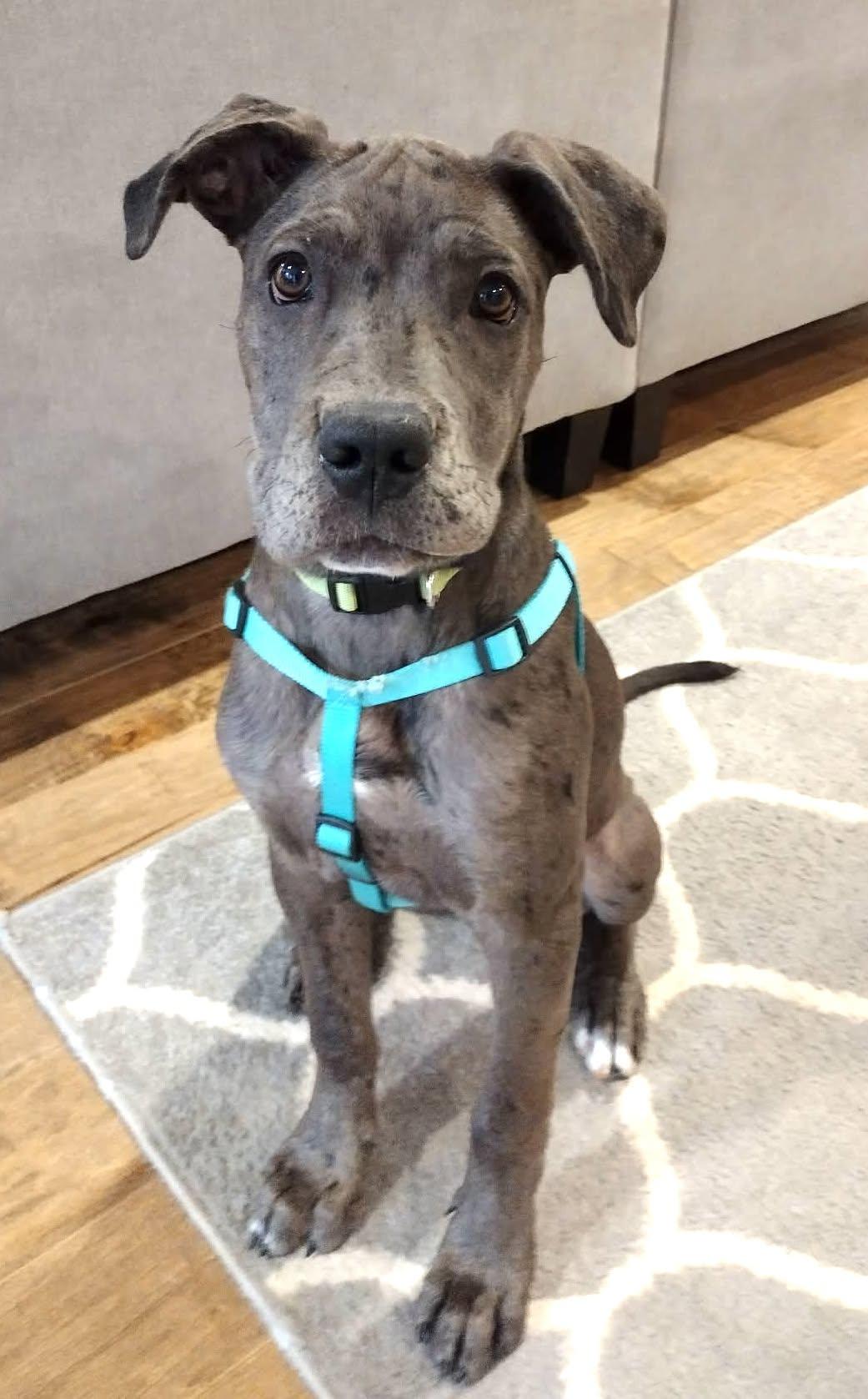 Lucy, Courtesy Posting for Great Dane Friends of Ruff Love, a Adoptable mixed breed in Charlotte, NC image 6/6