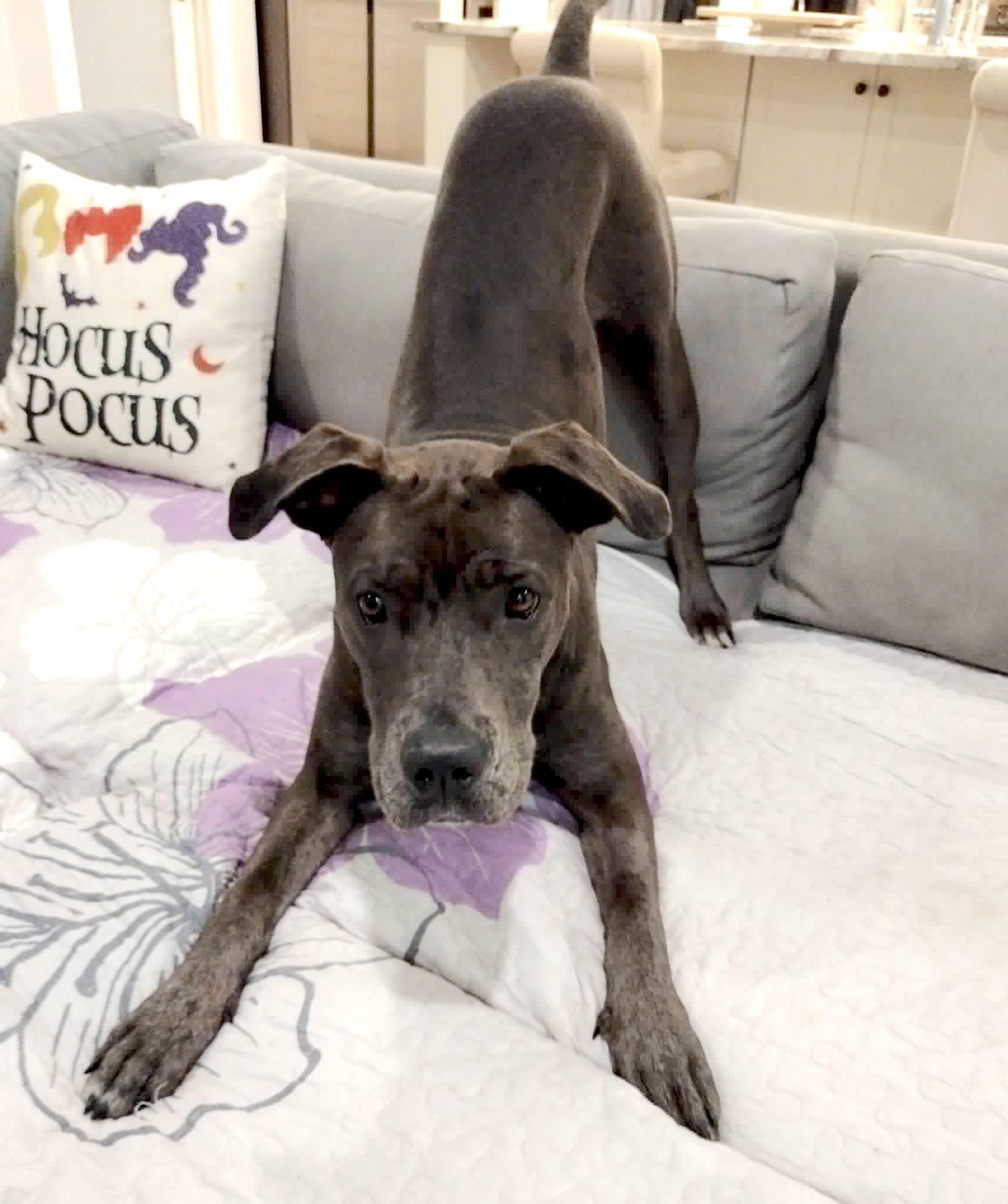 Lucy, Courtesy Posting for Great Dane Friends of Ruff Love, Adoptable, Puppy Female Great Dane.
