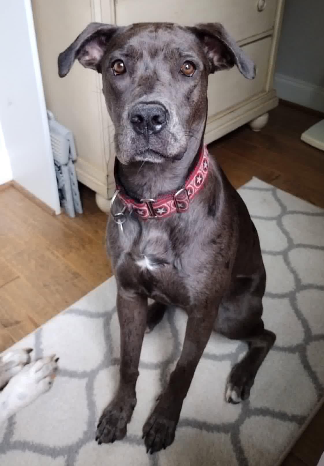 Lucy, Courtesy Posting for Great Dane Friends of Ruff Love, a Adoptable mixed breed in Charlotte, NC image 3/6