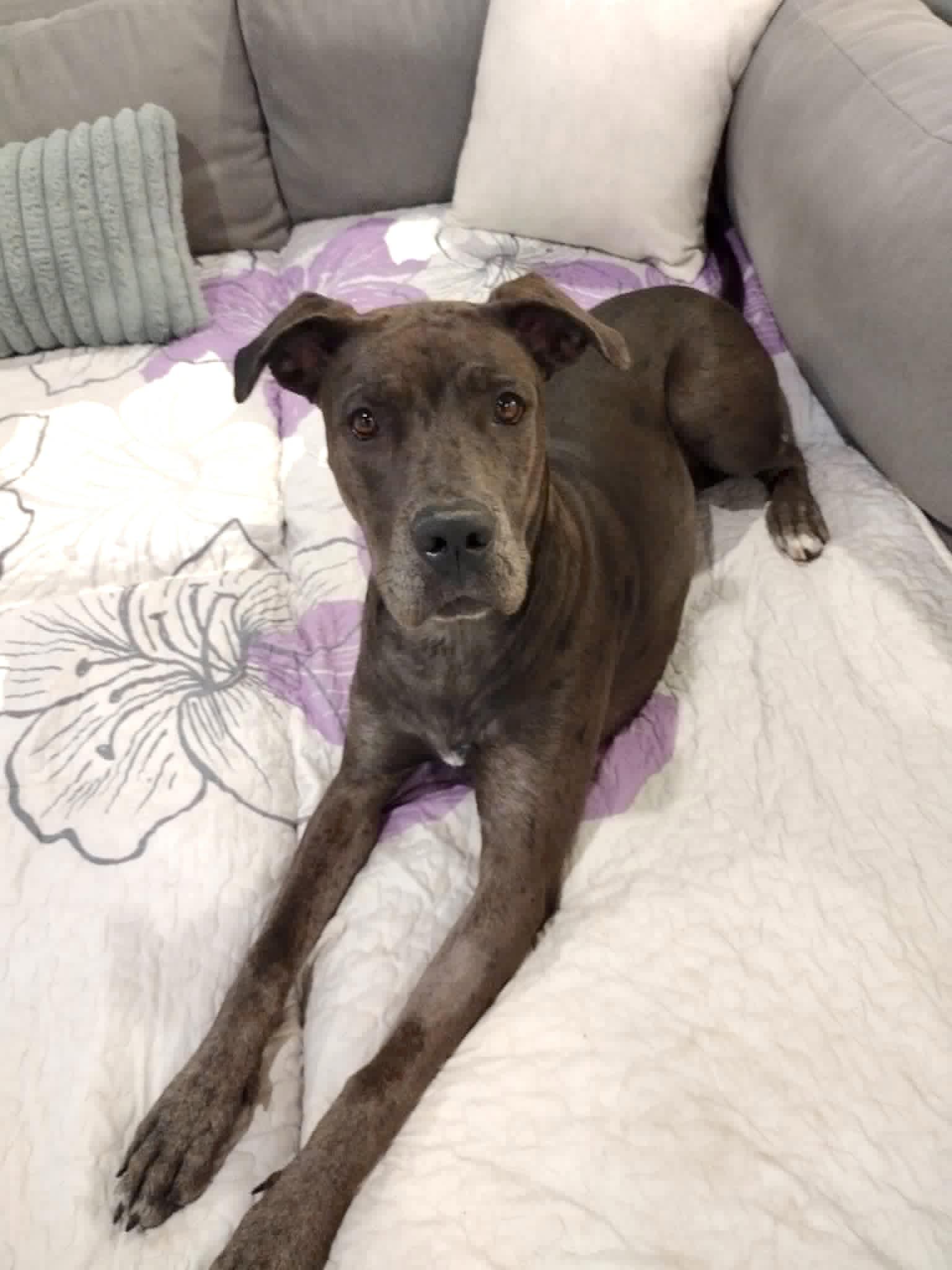 Lucy, Courtesy Posting for Great Dane Friends of Ruff Love, a Adoptable mixed breed in Charlotte, NC image 2/6