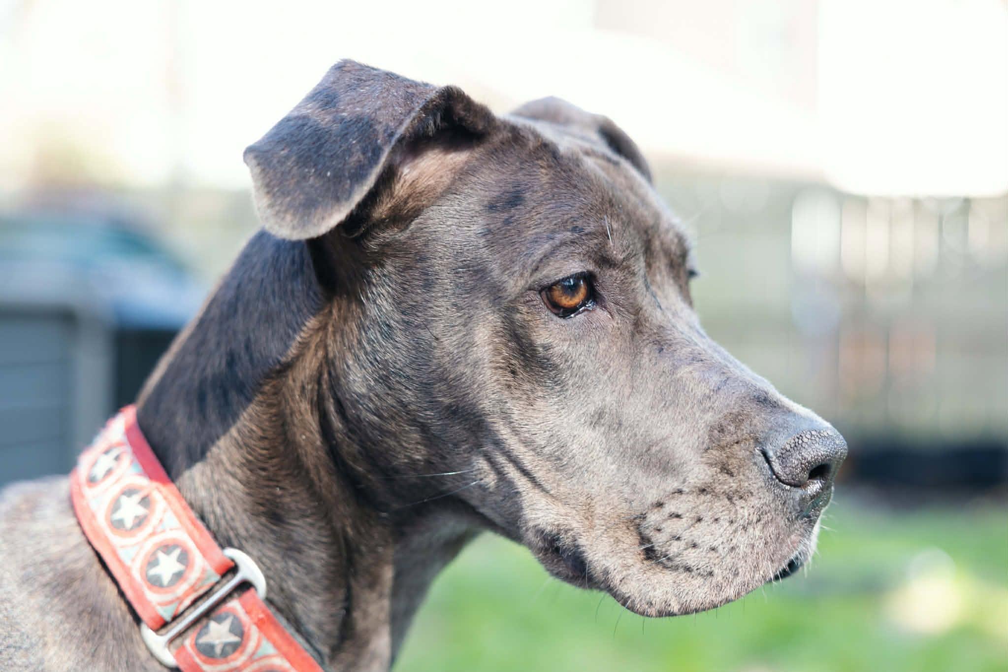 Lucy, Courtesy Posting for Great Dane Friends of Ruff Love, a Adoptable mixed breed in Charlotte, NC image 5/6