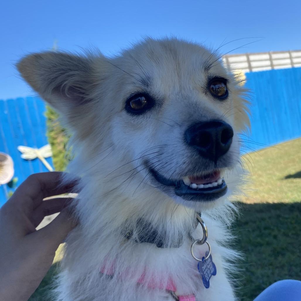 Honeybee, Adoptable, Adult Female Mixed Breed.