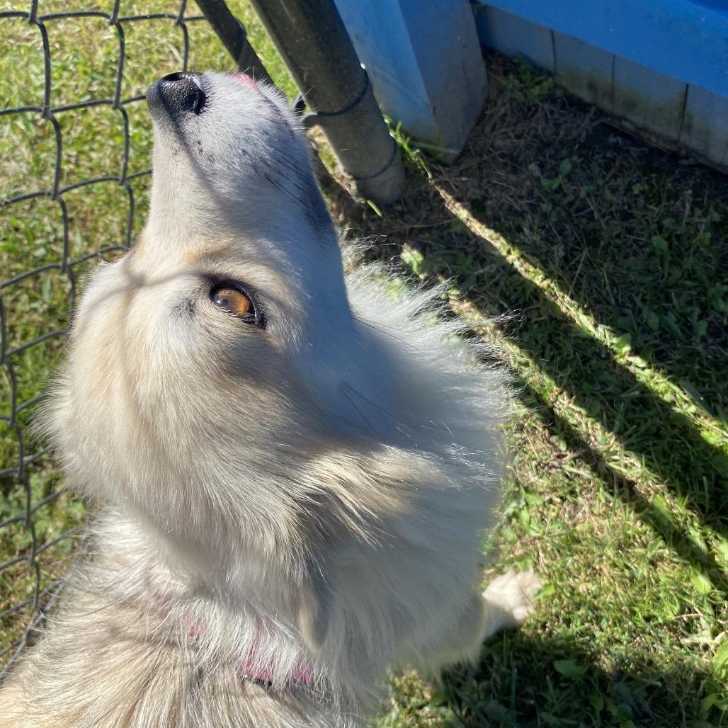 Enlarge Honeybee, a Adoptable Mixed Breed in Fletcher, NC image 2/5
