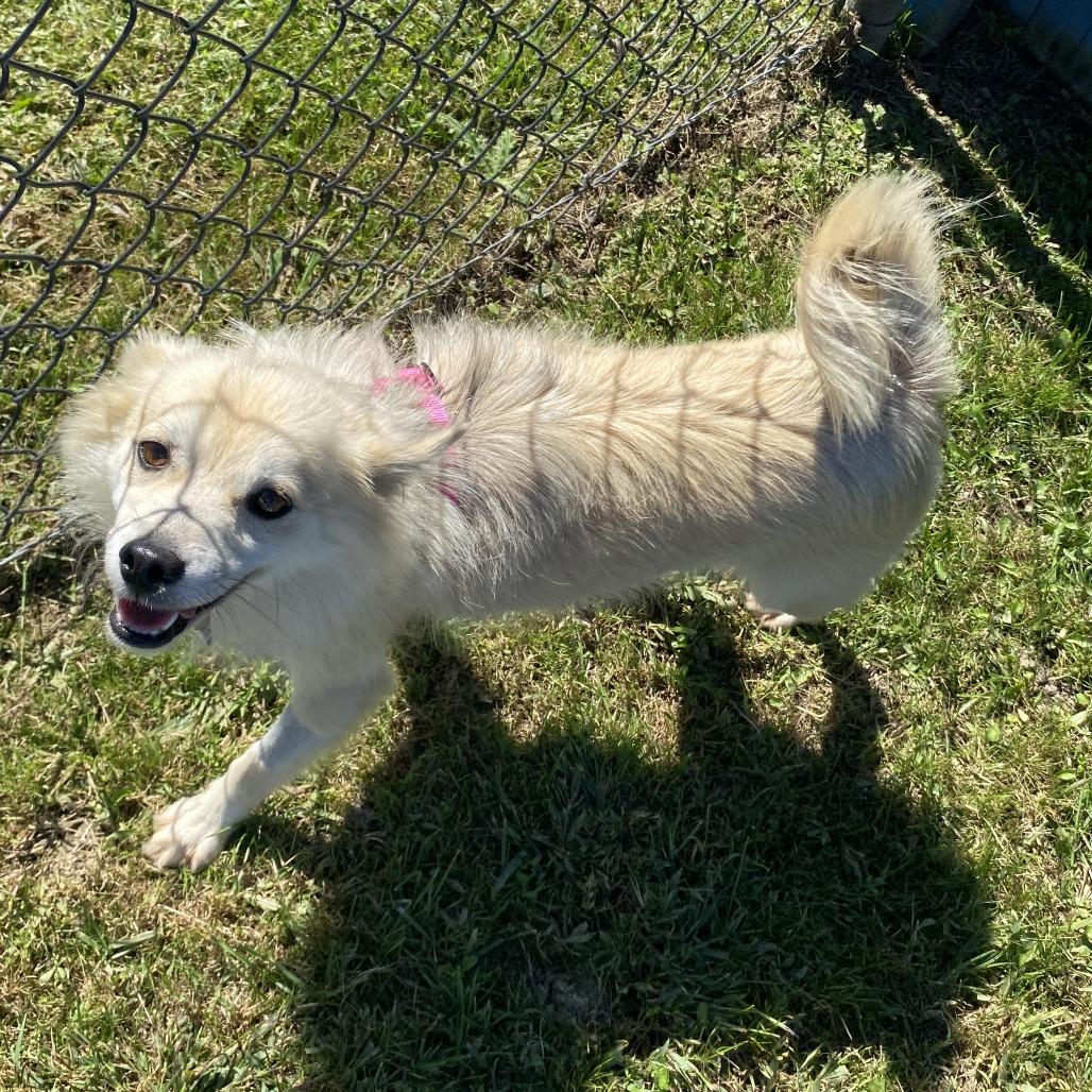 Enlarge Honeybee, a Adoptable Mixed Breed in Fletcher, NC image 3/5