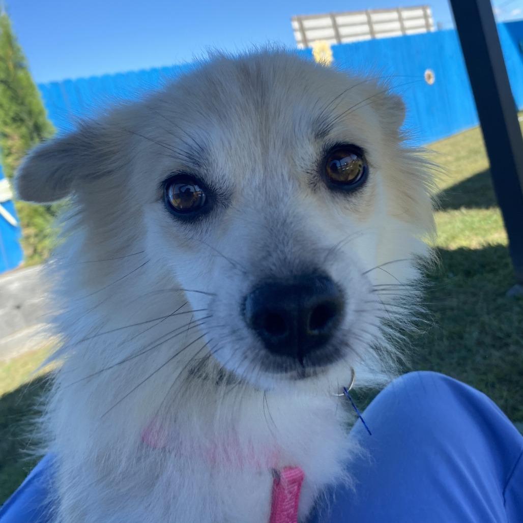 Enlarge Honeybee, a Adoptable Mixed Breed in Fletcher, NC image 4/5