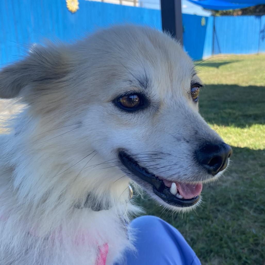 Enlarge Honeybee, a Adoptable Mixed Breed in Fletcher, NC image 5/5