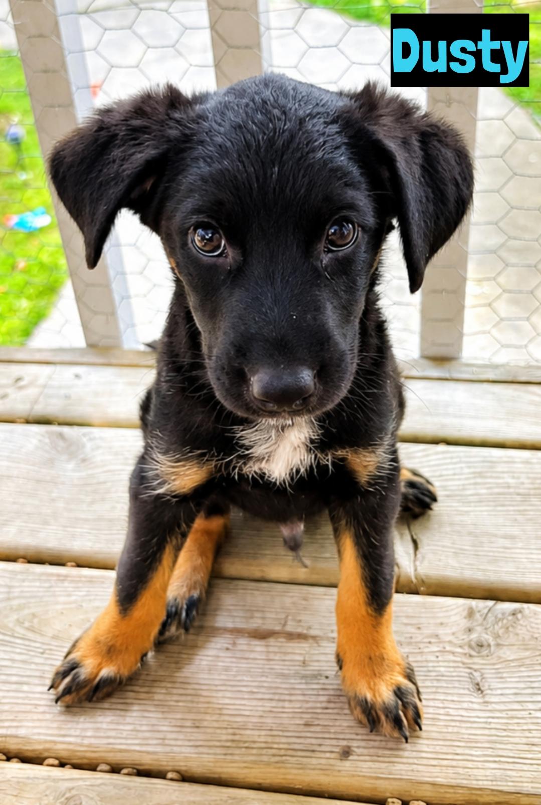 Enlarge Dusty, a ADOPTABLE mixed breed in Grand Rapids, MI image 1/1