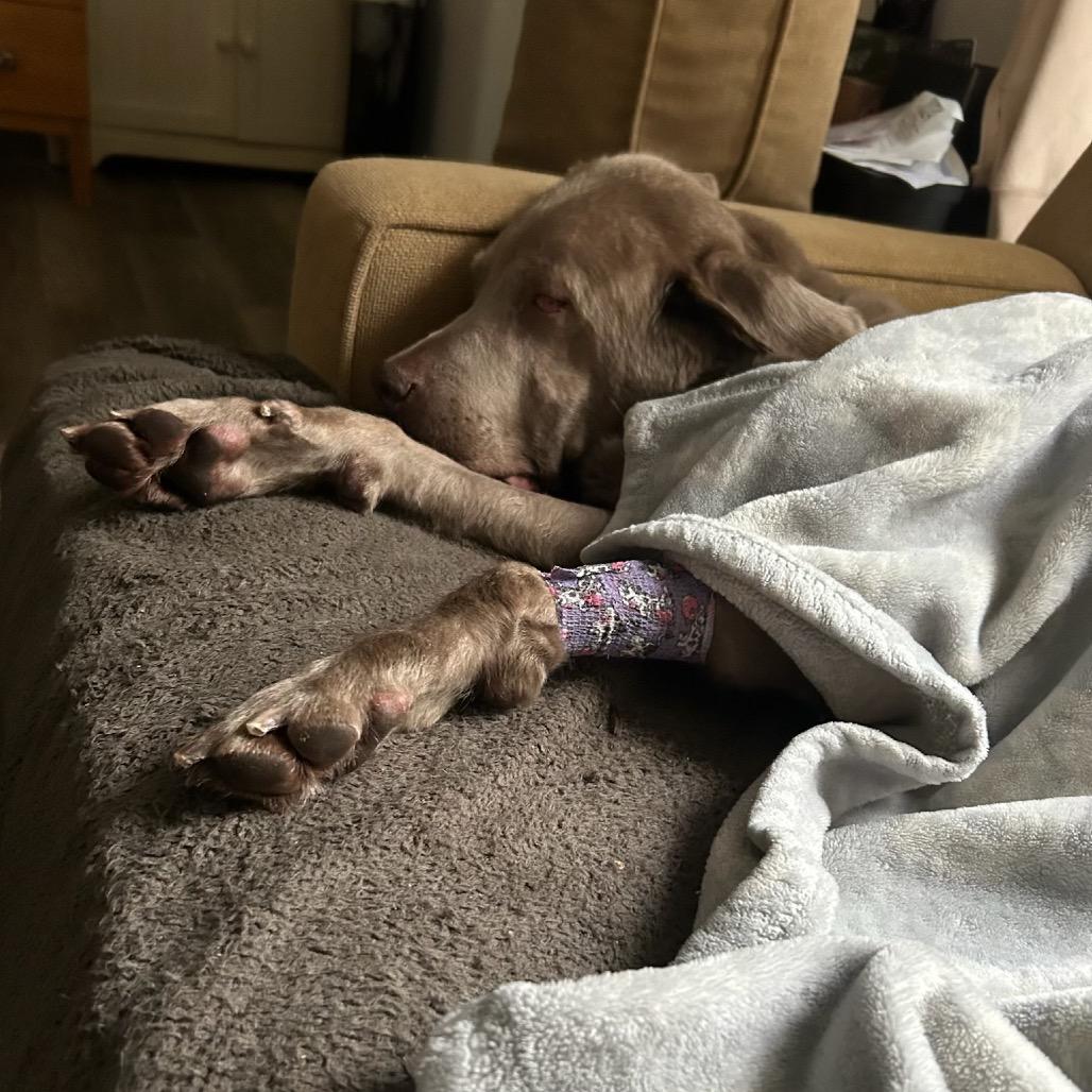 Summer, a Adoptable Labrador Retriever in Parkton, MD image 5/6
