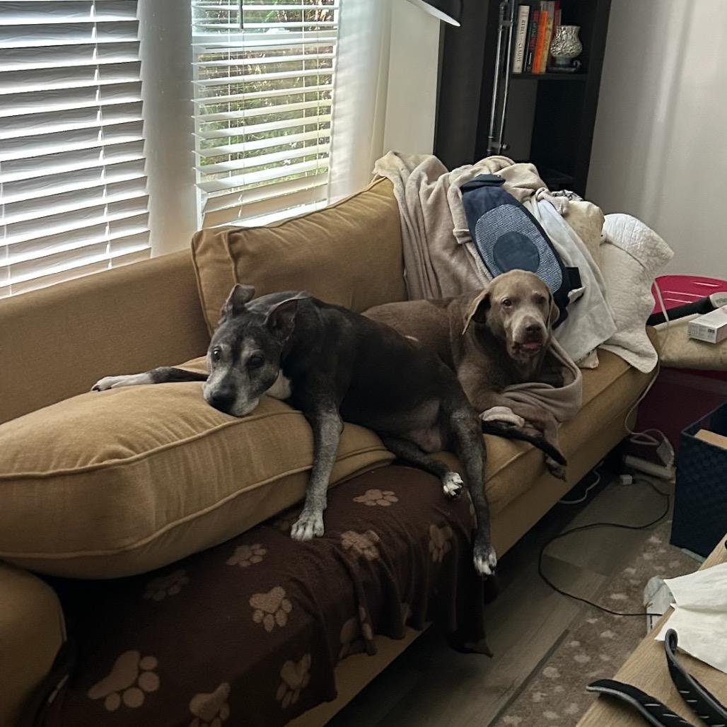 Summer, a Adoptable Labrador Retriever in Parkton, MD image 6/6