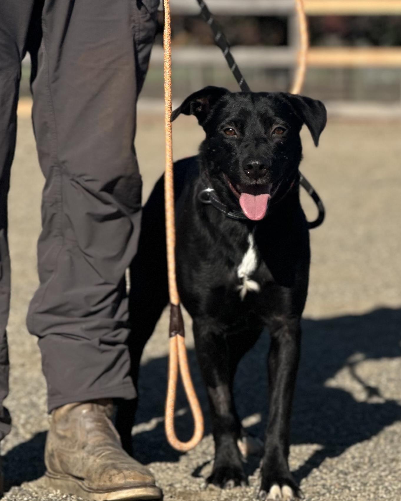 Journey, ADOPTABLE, Adult Female Black Labrador Retriever.