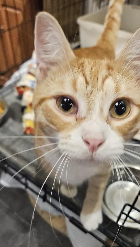Enlarge Chance, a Adoptable mixed breed in St. Cloud, MN image 2/5