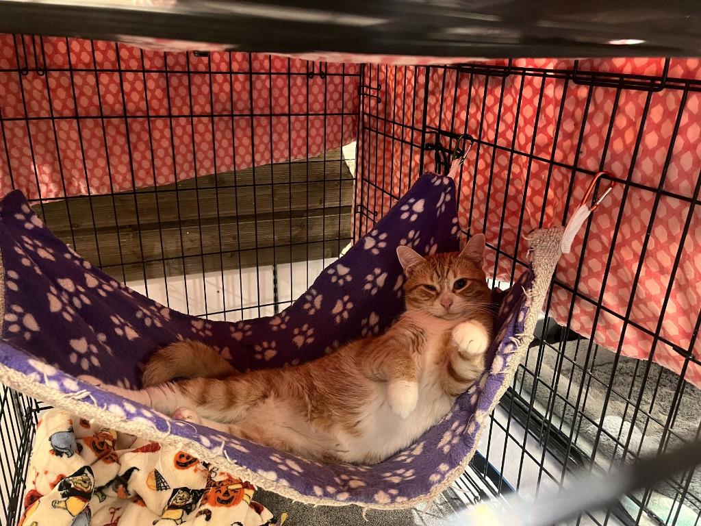 Enlarge Chance, a Adoptable mixed breed in St. Cloud, MN image 3/5