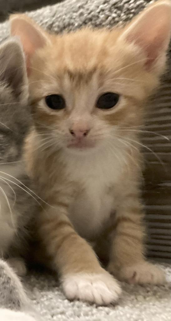 Enlarge Chance, a Adoptable mixed breed in St. Cloud, MN image 4/5