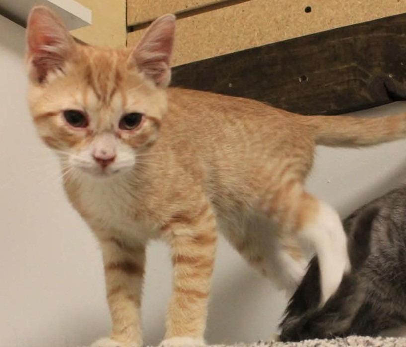 Enlarge Chance, a Adoptable mixed breed in St. Cloud, MN image 5/5