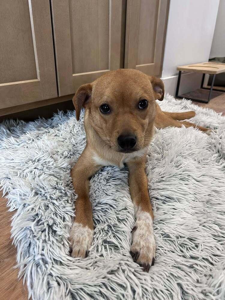 Pancho, a Adoptable mixed breed in Saugus, MA image 2/6