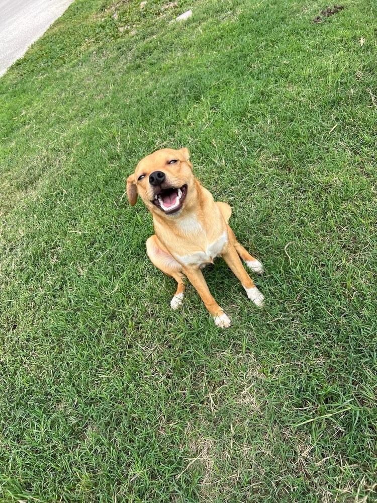 Pancho, a Adoptable mixed breed in Saugus, MA image 3/6