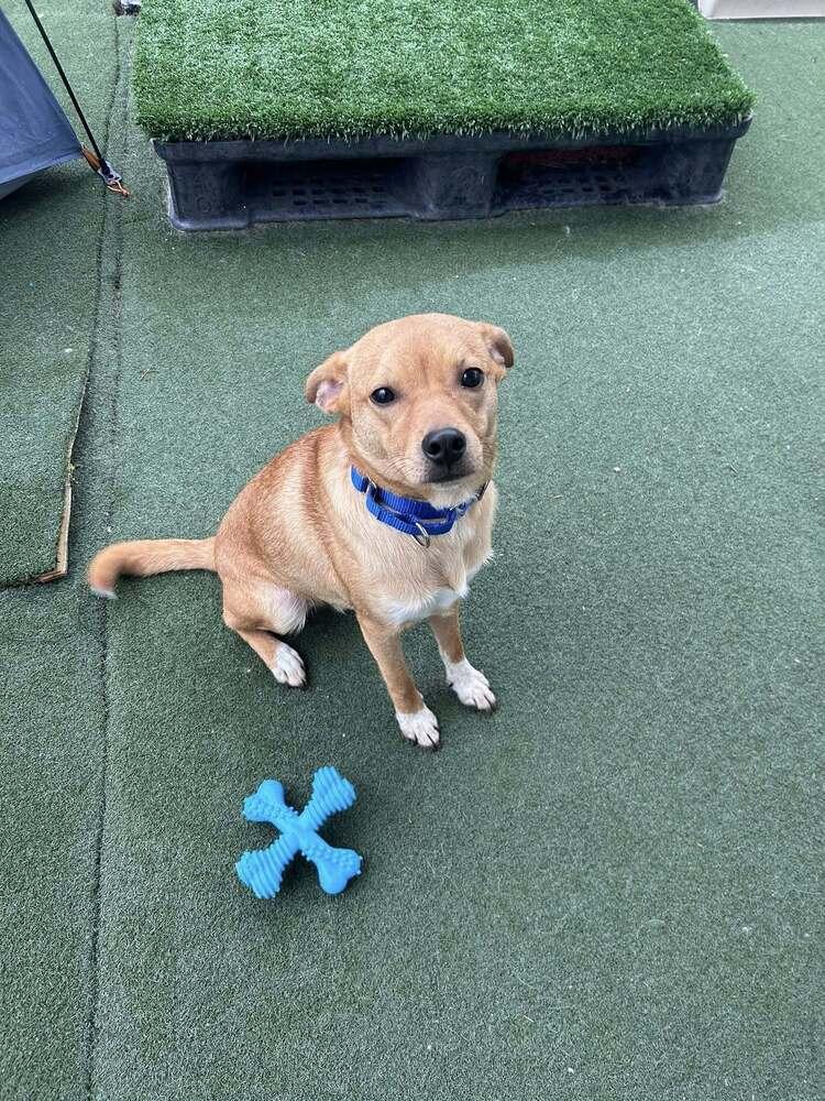 Pancho, a Adoptable mixed breed in Saugus, MA image 4/6