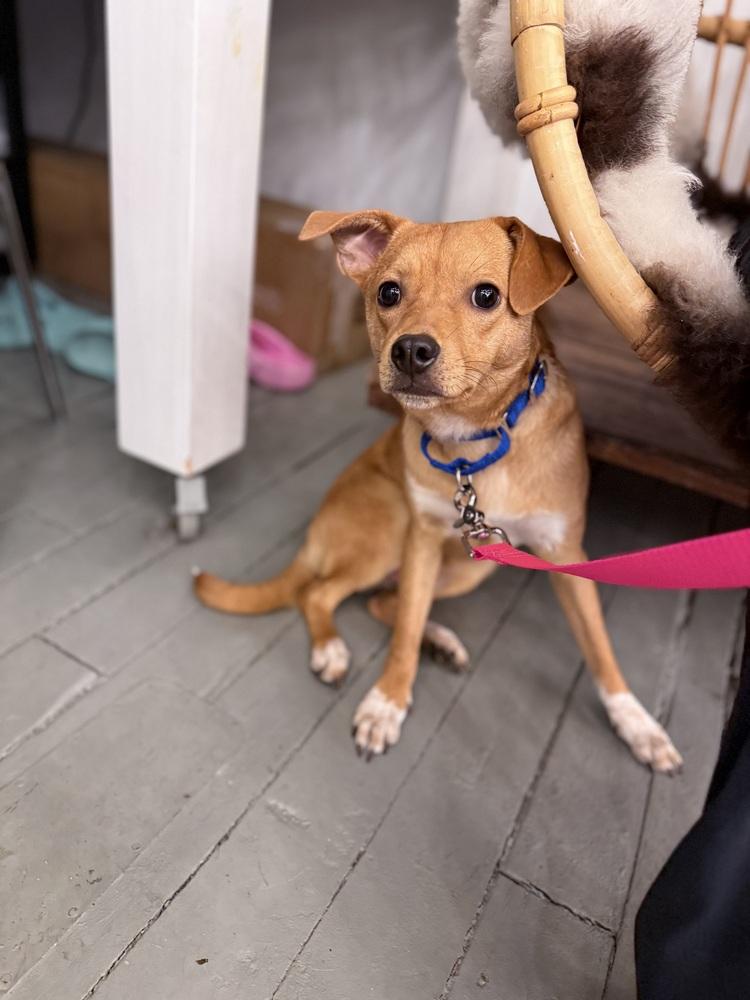 Pancho, a Adoptable mixed breed in Saugus, MA image 5/6