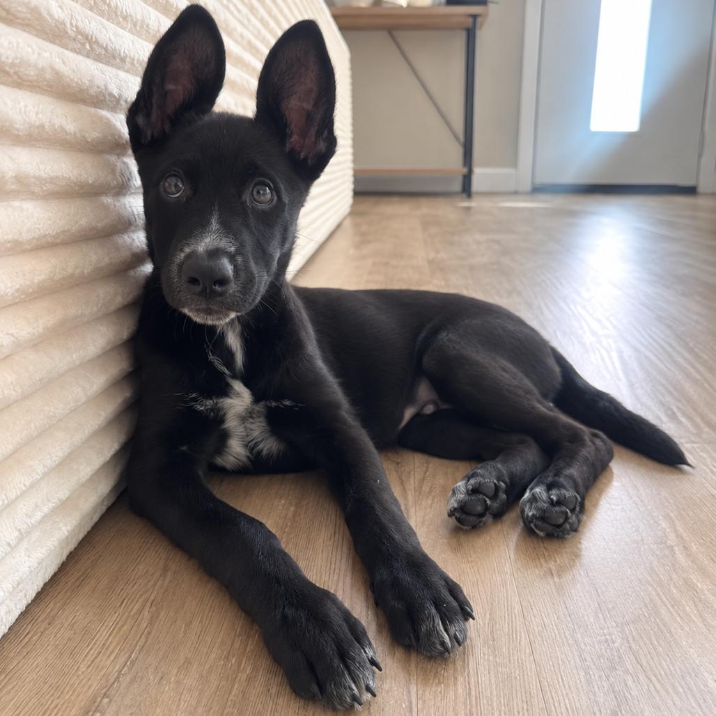 Max, Adoptable, Puppy Male Australian Cattle Dog / Blue Heeler & German Shepherd Dog.
