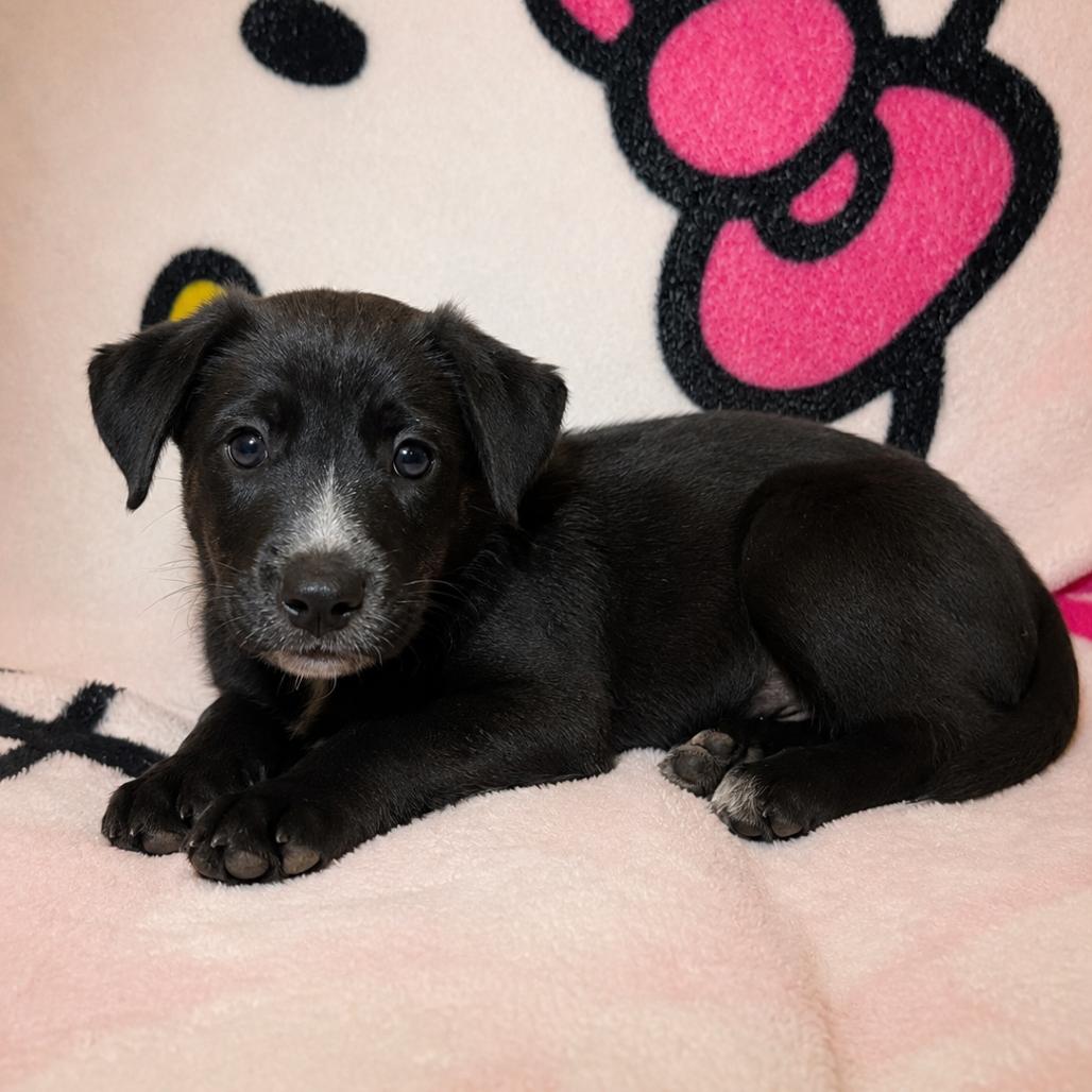 Liano, Adoptable, Puppy Male Australian Cattle Dog / Blue Heeler & German Shepherd Dog.