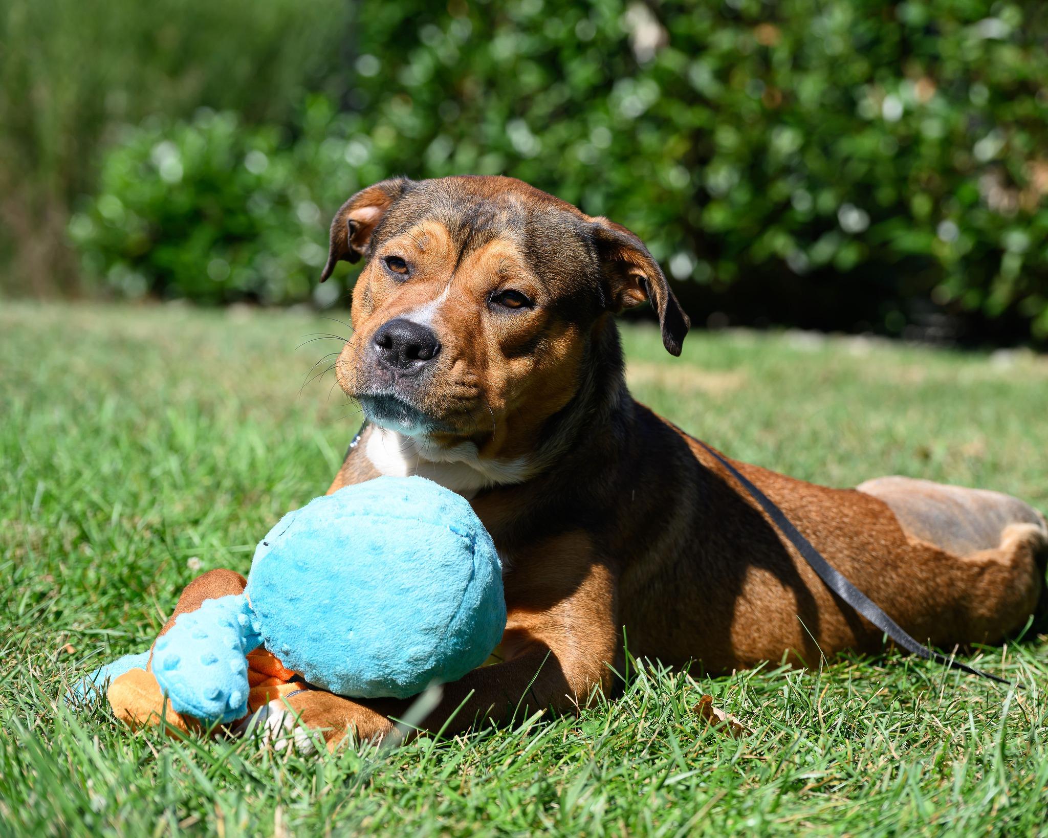 Miles2Go, Adoptable, Young Male Shepherd.