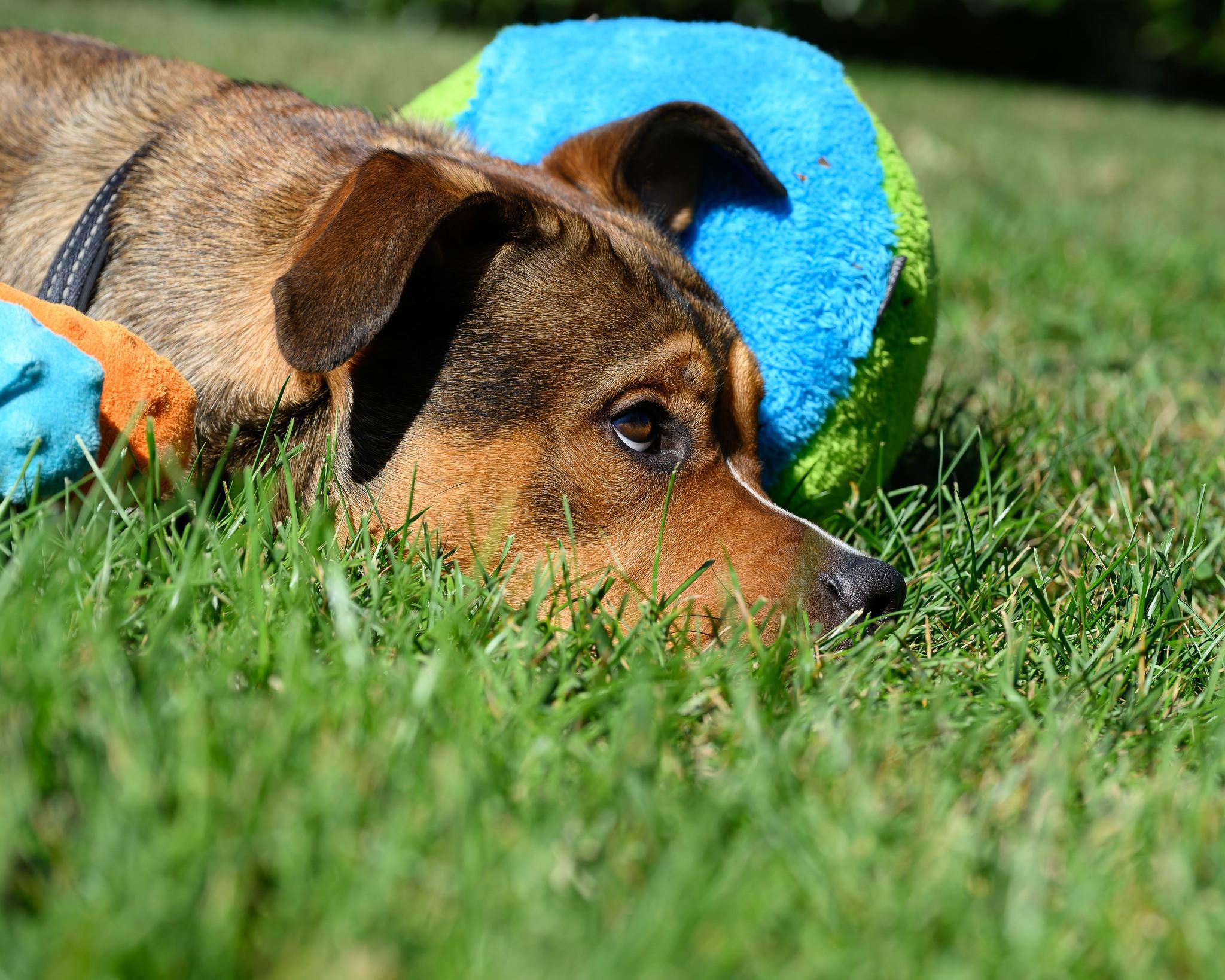 Enlarge Miles2Go, a Adoptable Shepherd in Montclair, NJ image 2/4