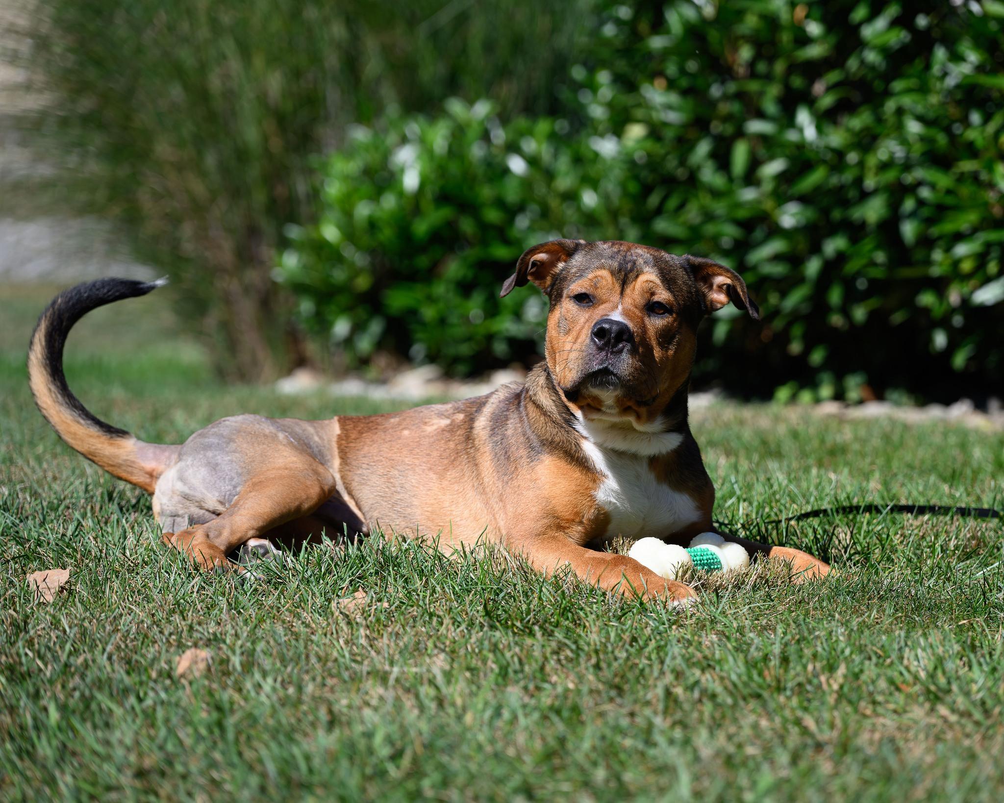 Enlarge Miles2Go, a Adoptable Shepherd in Montclair, NJ image 3/4