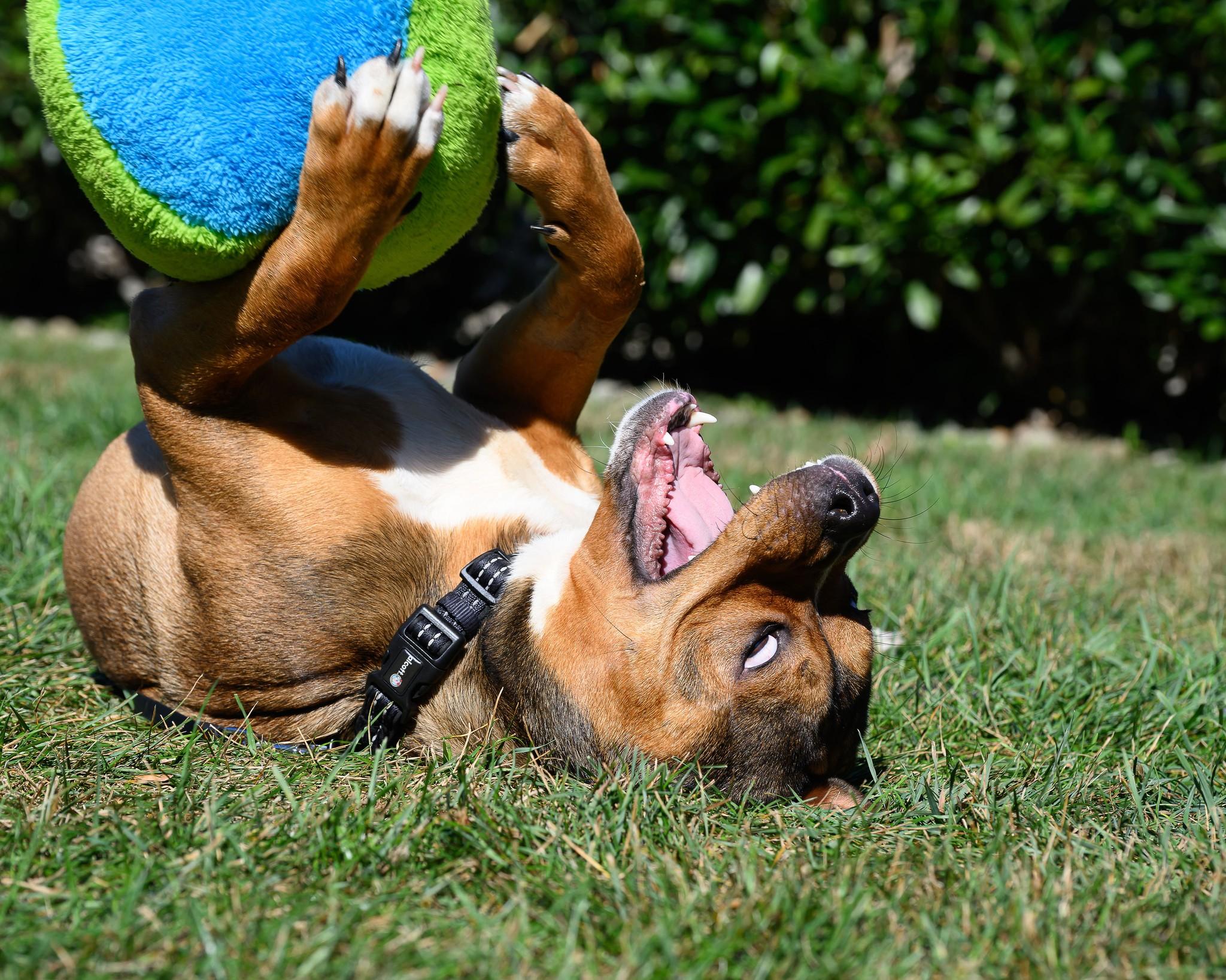 Enlarge Miles2Go, a Adoptable Shepherd in Montclair, NJ image 4/4