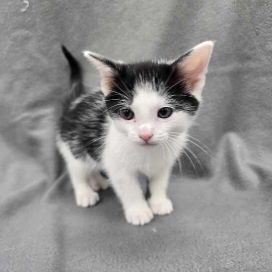 Ryland Grace, an adopted Domestic Short Hair in Flatwoods, KY image 2/4