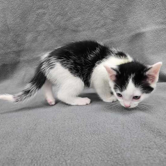 Ryland Grace, an adopted Domestic Short Hair in Flatwoods, KY image 3/4