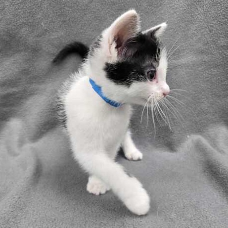 Ryland Grace, an adopted Domestic Short Hair in Flatwoods, KY image 4/4