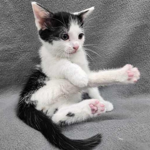 Ryland Grace, an adopted Domestic Short Hair in Flatwoods, KY image 1/4