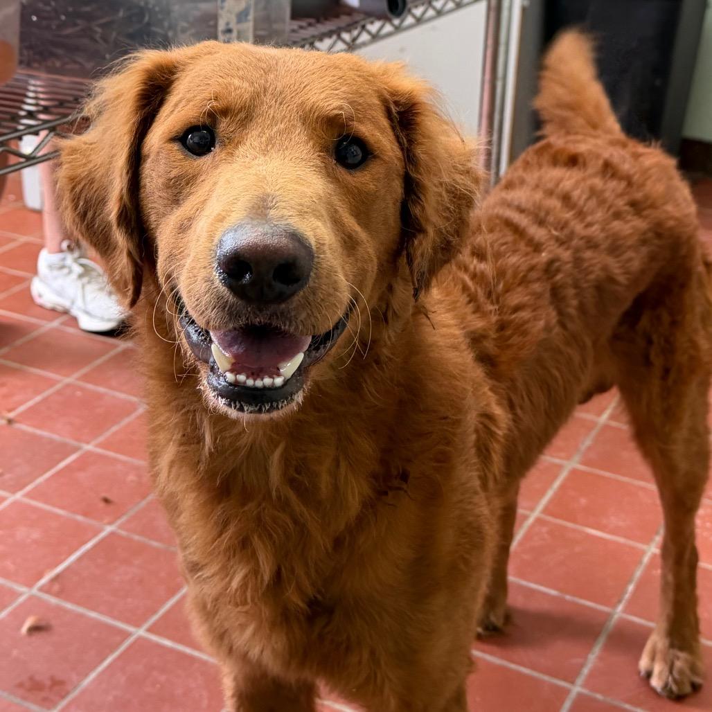 Meatball, Adoptable, Adult Male Golden Retriever & Mixed Breed.