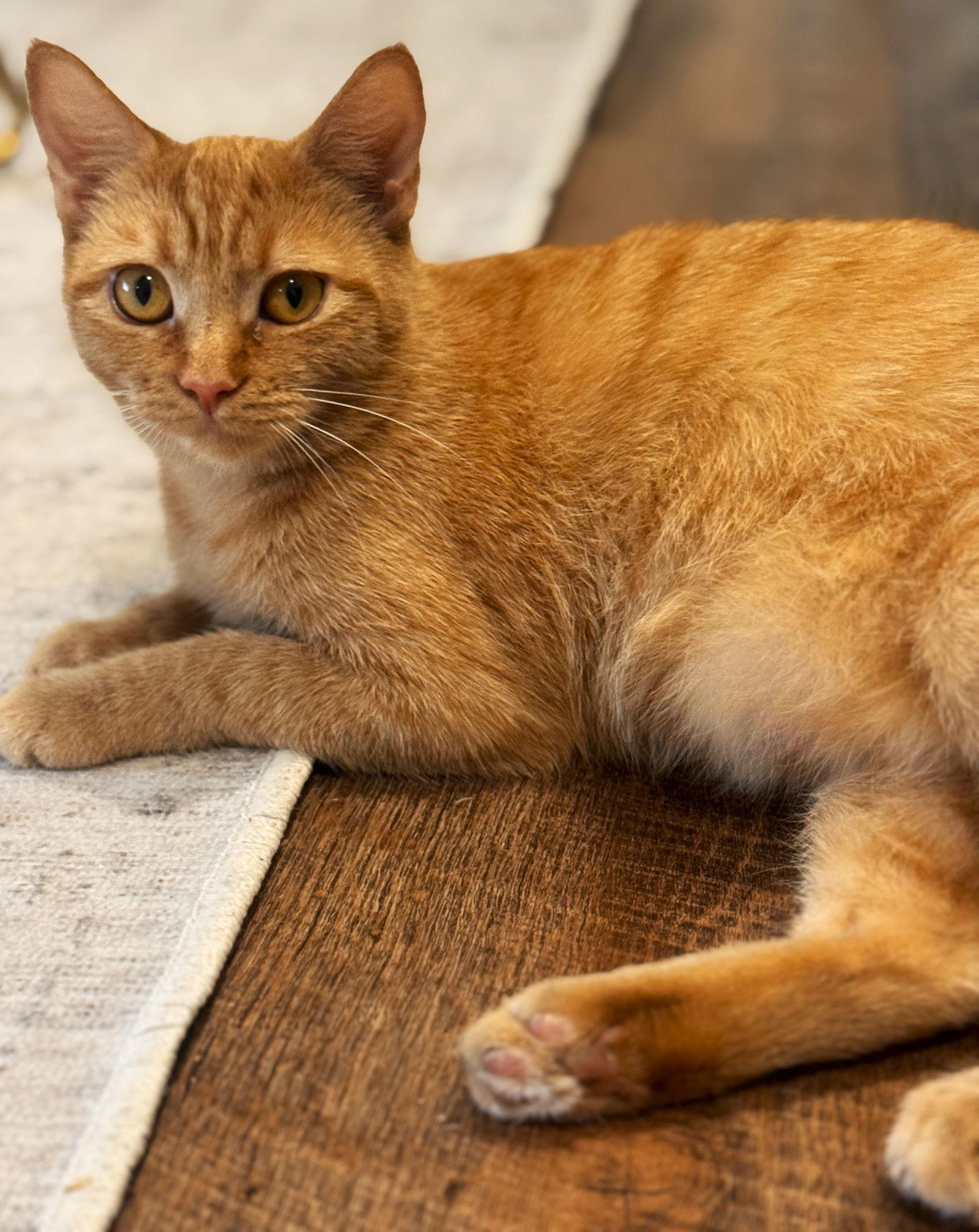 Soleil, Adoptable, Adult Female Domestic Short Hair & Tabby.