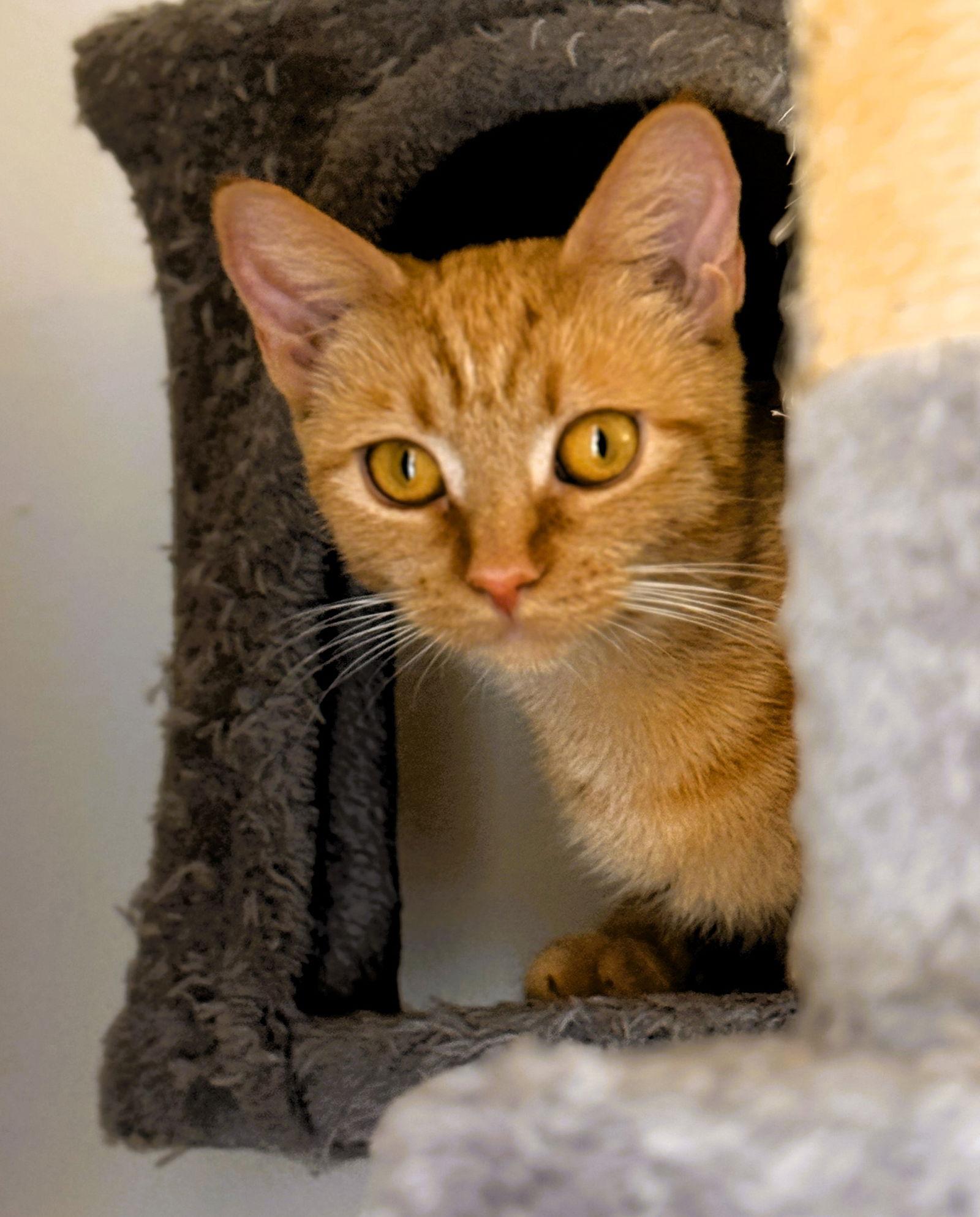 Soleil, Adoptable, Adult Female Domestic Short Hair & Tabby.