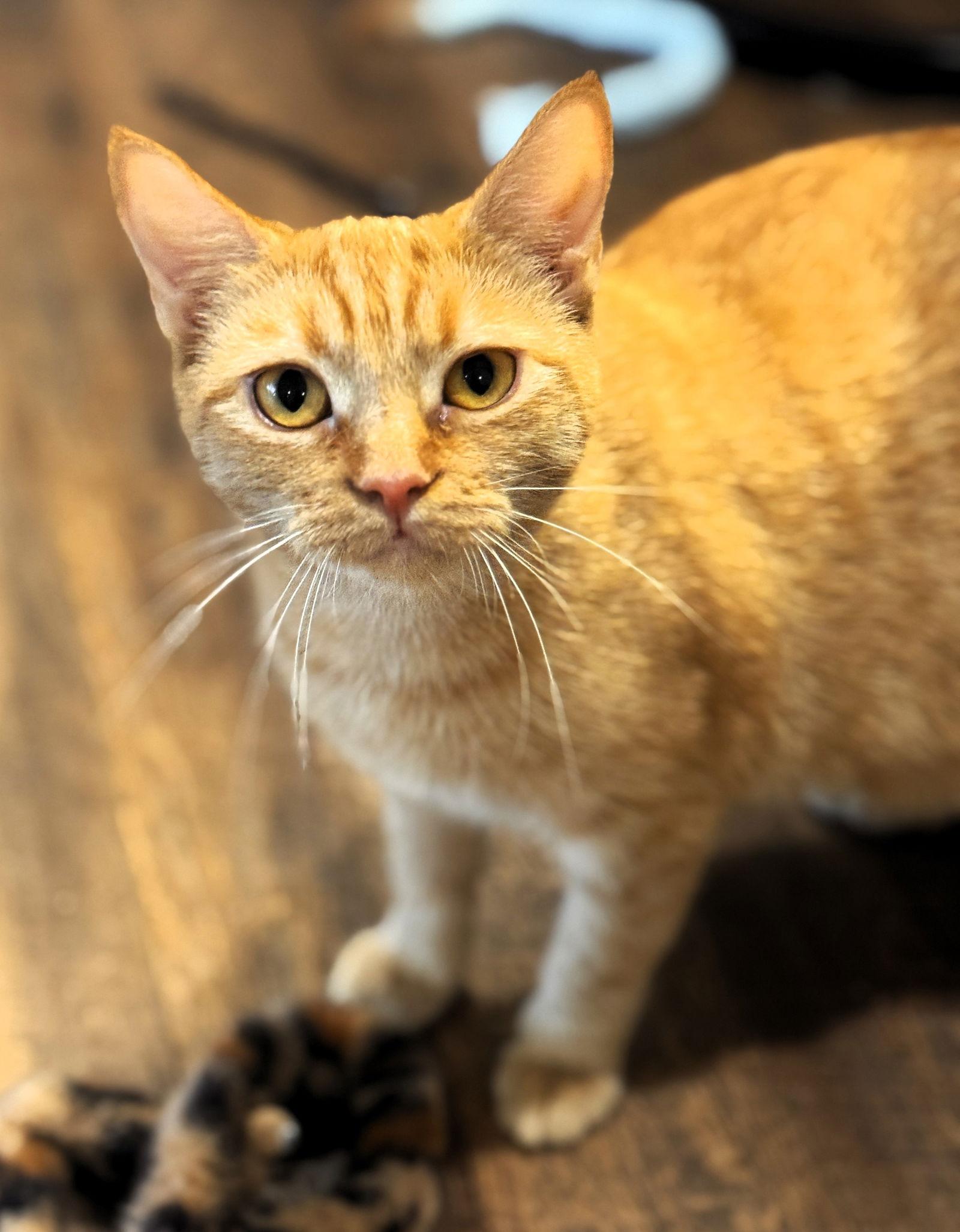 Enlarge Soleil, a Adoptable mixed breed in Lighthouse Point, FL image 3/3