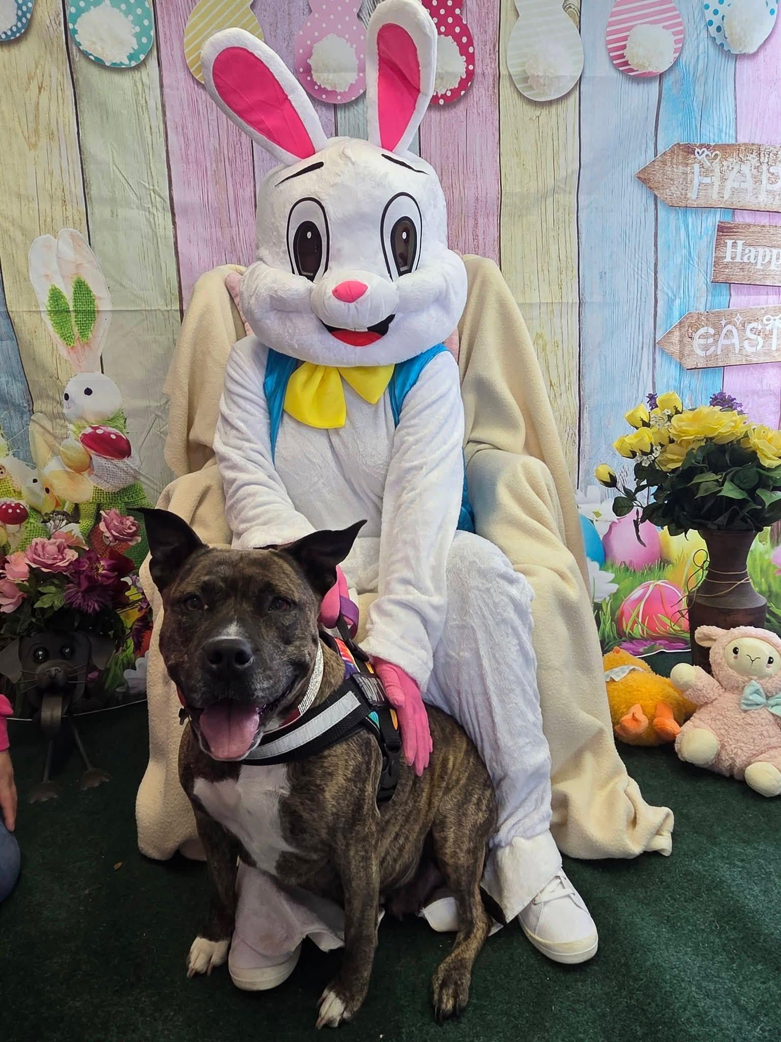 Enlarge Coco, a Adoptable mixed breed in Troy, MI image 2/6