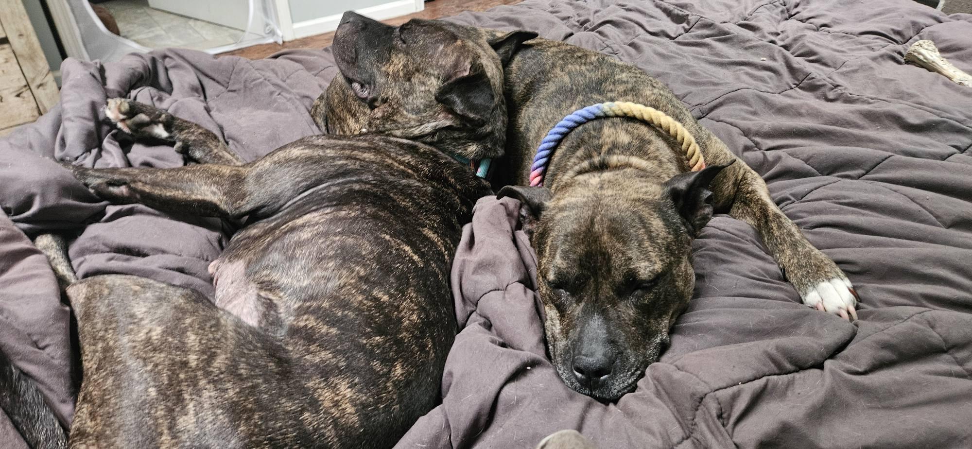 Enlarge Coco, a Adoptable mixed breed in Troy, MI image 3/6