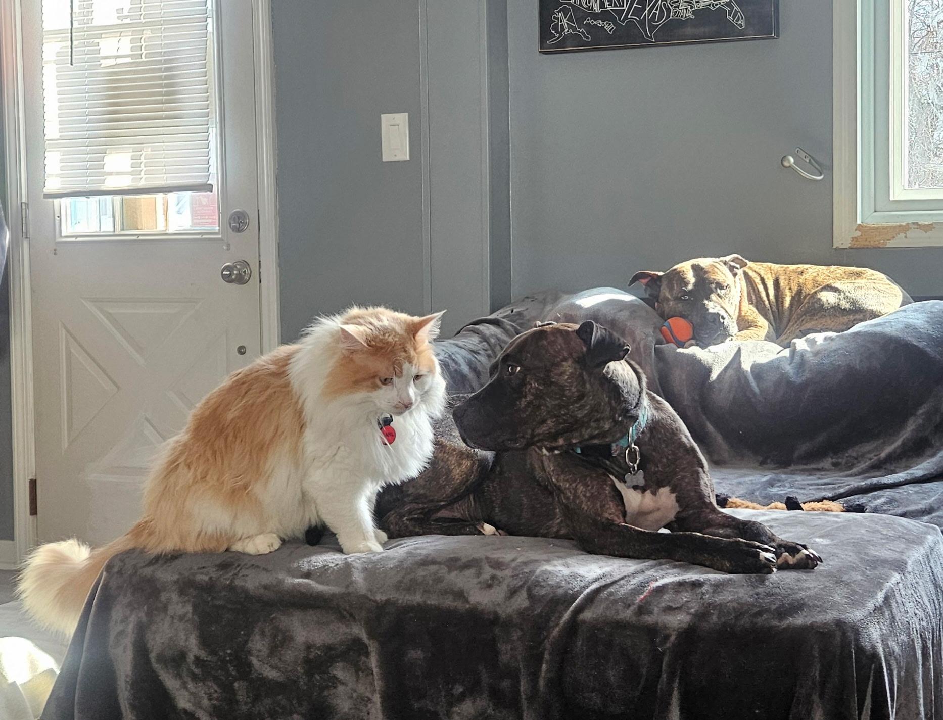 Enlarge Coco, a Adoptable mixed breed in Troy, MI image 4/6