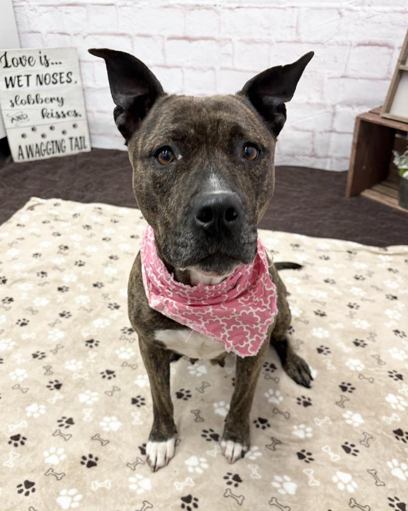 Enlarge Coco, a Adoptable mixed breed in Troy, MI image 5/6